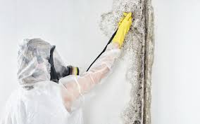 Reliable Kahuku, HI Mold Removal Solutions